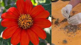 How to Harvest Seeds from Mexican Sunflowers Tithonia [upl. by Naed152]