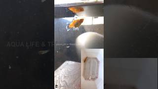 Platy fish giving birth 2024😍🧡 [upl. by Hofmann596]