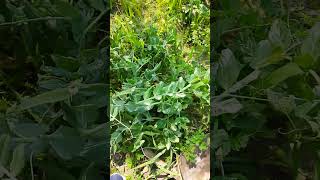 quotSweet peasquot viralshort youtube viralreels agriculture farming [upl. by Oizirbaf388]