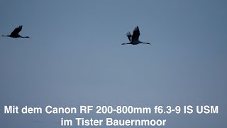 Mit dem Canon RF 200800mm f639 IS USM im Tister BauernmoorKraniche Fotografieren [upl. by Asiral]