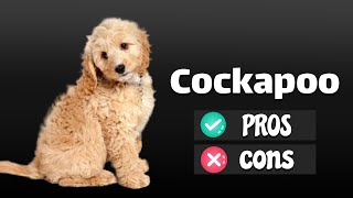 Cockapoo The Pros amp Cons Of Owning One [upl. by Burch]