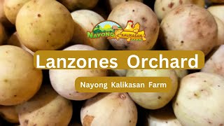 Discover the Sweet Harvest at Nayong Kalikasan Farm Inside Our Lanzones Orchard [upl. by Okikuy]