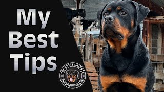 New Rottweiler Owners 7 Tips To Unlock Their Full Potential [upl. by Tychonn133]