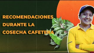 Recomendaciones para la Temporada de Cosecha Cafetera [upl. by Acirema]