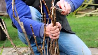 How to Prune a Tree Peony [upl. by Aiuhsoj]