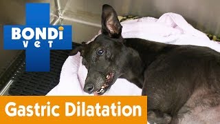 How To Know Your Has Pet Gastric Dilatation Volvulus  Pet Health [upl. by Ardnaeel]