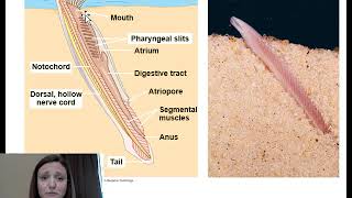 Intro to Phylum Chordata Cephalochordata and Urochordata [upl. by Rudin]