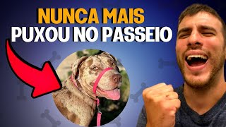 5 Vantagens de Usar a Coleira Cabresto Seu Cachorro [upl. by Dekow]