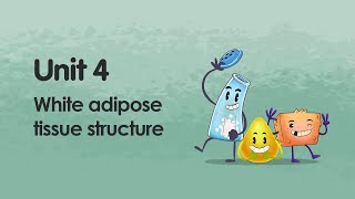 White adipose tissue structure  iMooXat [upl. by Fonz]