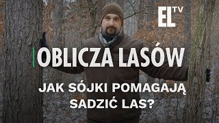 Jak sójki pomagają sadzić las  Oblicza lasów 72 [upl. by Enttirb]