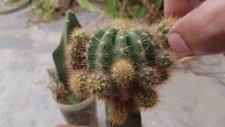 How To Graft Cactus  Easy Grafting Tutorial [upl. by Arleen]