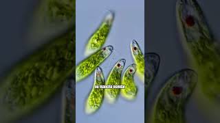 O movimento hipnotizante da microalga Euglena microbiologia microorganismos [upl. by Relda]