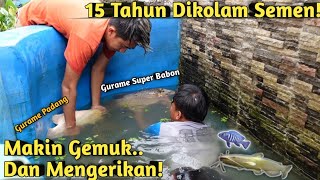 GENAP 15 TAHUN INI KEINDAHAN GURAME SUPER BABON SAAT KOLAM DIKURAS [upl. by Ahsieni615]