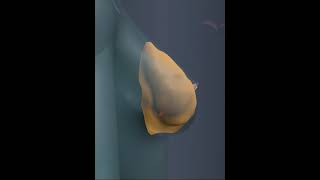 Anatomy of Breast  3D Animation [upl. by Kcirdahs]