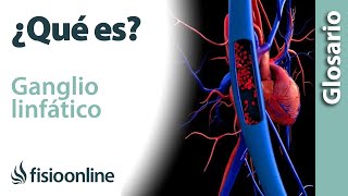 GANGLIO LINFÁTICO  Qué es dónde se sitúan cuántos hay en el cuerpo funciones y enfermedades [upl. by Nicholl]