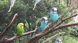 Parkieten geluiden – Parakeet sounds – Lovebird sounds – Budgie sounds – Budgerigar sounds [upl. by Nuj]