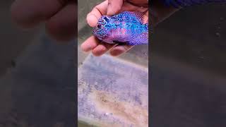 reels parrotfish trending aquarium delhi [upl. by Silvana]