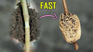 AIR LAYERING RESULTS – QUICKEST METHOD OF CLASSIC AIR LAYERING TO PROPAGATE PLANTS [upl. by Klement]