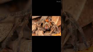 Brazilian Wandering Spider  Phoneutria  Venomous Spider [upl. by Chilton952]