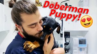 DOBERMAN YAVRUSU İŞTAHI Doberman Saldırısı vs Yaş Mama 😂 TheVet [upl. by Cinderella]