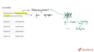 Dissolution of synaptonemal complex occurs during [upl. by Leahciam53]