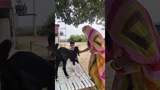 Yeha Gaon hai  Village vlogging  Indian Village Life shorts [upl. by Acimad288]