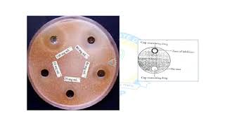 Evaluation of Disinfection [upl. by Reggi516]