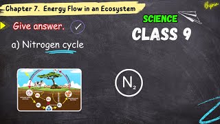 Nitrogen cycle  science education children  Solutions Class 9 Science Chapter 7 class9biology [upl. by Ailongam880]