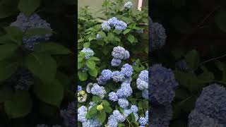 Bigleaf Hydrangea Macrophylla  Mophead Japanese Deciduous Big Blue Blooms 2  Aug 4 2024💙 [upl. by Bruckner765]