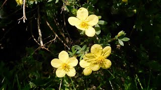 Potentilla Fruticosa Shrubby Cinquefoil Finding an Impressive Shrub with Yellow Flowers [upl. by Rempe]