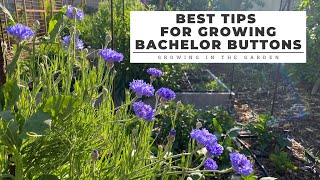 Best Tips for Growing BACHELOR BUTTONS Growing in the Garden [upl. by Acebber273]