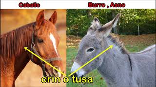 El Burro o Asnoanimal Datos y Curiosidades [upl. by Haduhey]