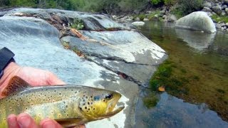 26 truchas en una jornada de pesca [upl. by Egnalos]