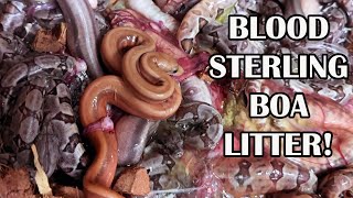 BLOOD STERLING BOA LITTER [upl. by Assenar881]