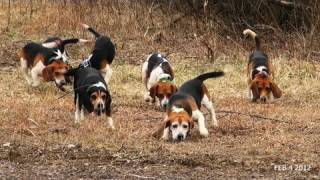 Skyviews Beagles Rabbit Hunt With Fortier And Reed No SHow Ron [upl. by Ezirtaeb]