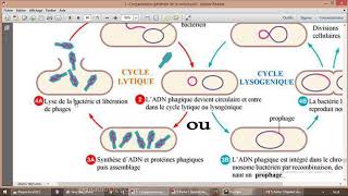 Reproduction virale cycle lytique et lysogénique [upl. by Yeslah]