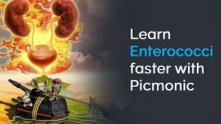 Learn Enterococci Faster with Picmonic USMLE Step 1 Step 2 CK [upl. by Galina]