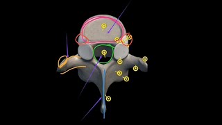 Thoracic Spine Osteology  T1T12  Ribs Attatchment  Thoracic Vertebrae 3D Anatomy in Urdu Hindi [upl. by Reede972]