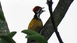 Bird Call COMMON FLAMEBACK WOODPECKER [upl. by Kyl]