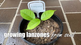 Growing Lanzones from Seeds [upl. by Jessabell843]