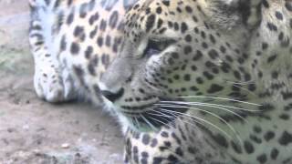 Leopardos de Sri Lanka en el Zoo de Santillana [upl. by Salocin826]