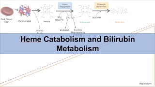 Heme Catabolism and Degradation Pathway  Biochemistry Lesson [upl. by Assili]