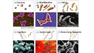 BI280 Chapter 4 Survey of Prokaryotic Cells  Part 2 of 3 [upl. by Nadnarb]