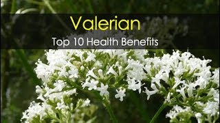 10 Best Valerian Health Benefits  Sleep Insomnia Sciatica [upl. by Leia]