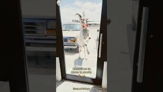 Cabra Abriendo una Puerta🚪Final inesperado 🤣🙊🐐 [upl. by Snyder]