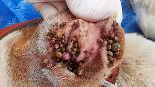 Removing All Ticks From Dog  Dog Ticks Removing Clip  Ticks Removal Videos EP 08 [upl. by Arianne506]