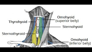 Two Minutes of Anatomy Infrahyoid Muscles [upl. by Nieberg]