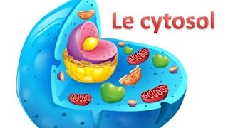 Le cytosol [upl. by Ientirb67]