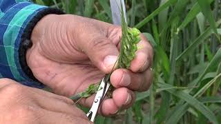 Hybridization Crossing technique Emasculation amp Pollination in wheat Triticum aestivum [upl. by Mario681]