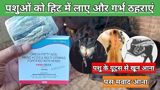 Use veterinary PROGIMAX BOLUS  पशुओं को हिट में लाए गर्भ ठहराएं  पशु के यूट्रस के पास मवाद खून आना [upl. by Roane]